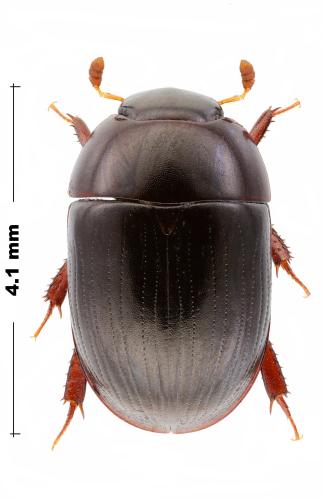 Dactylosternum abdominale